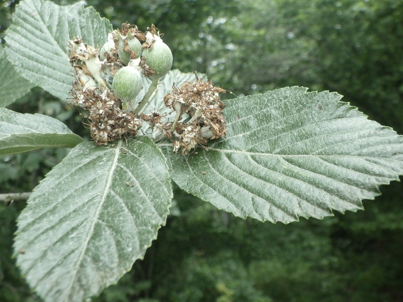 Aria moravica photo 8
