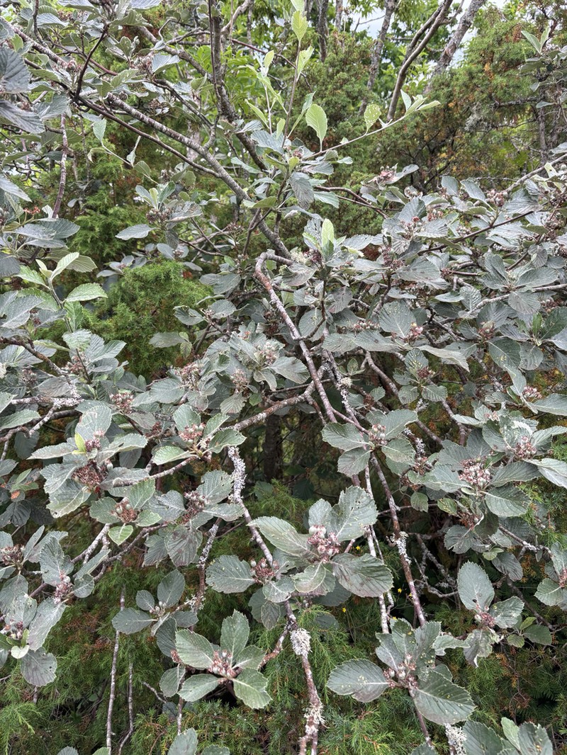 Aria obtusifolia