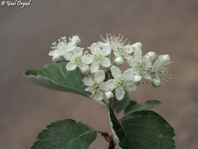 Aria orbiculata