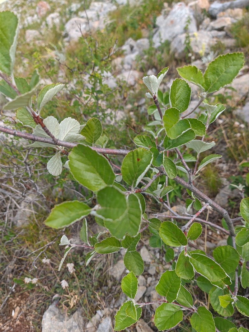 Aria orbiculata photo 2