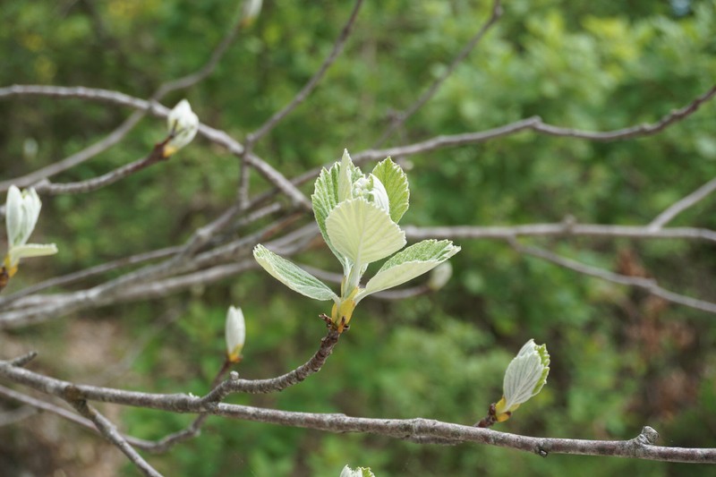 Aria orbiculata photo 3