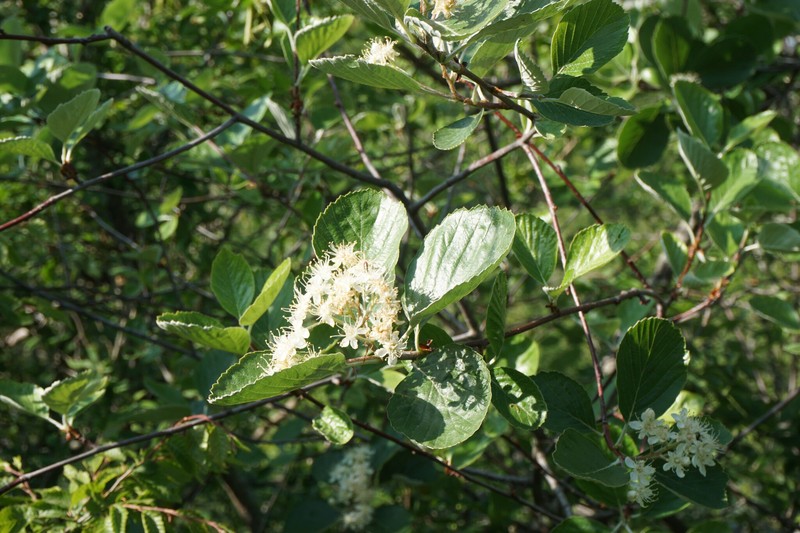 Aria orbiculata photo 4
