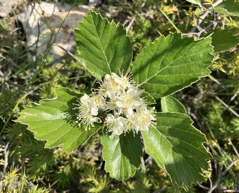 Aria orbiculata photo 6
