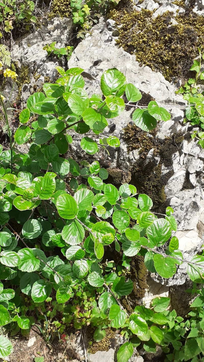 Aria orbiculata photo 7