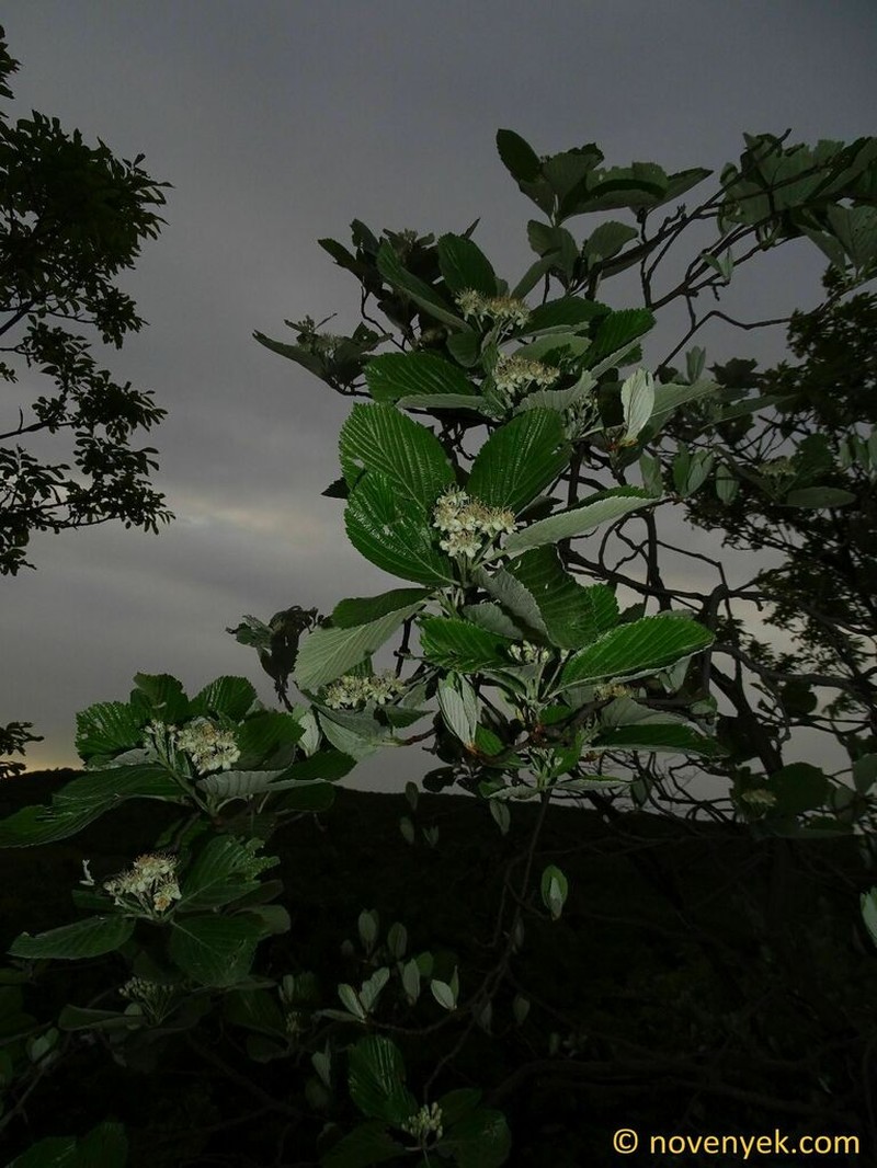 Aria pannonica