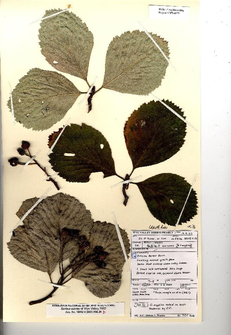 Aria parviloba