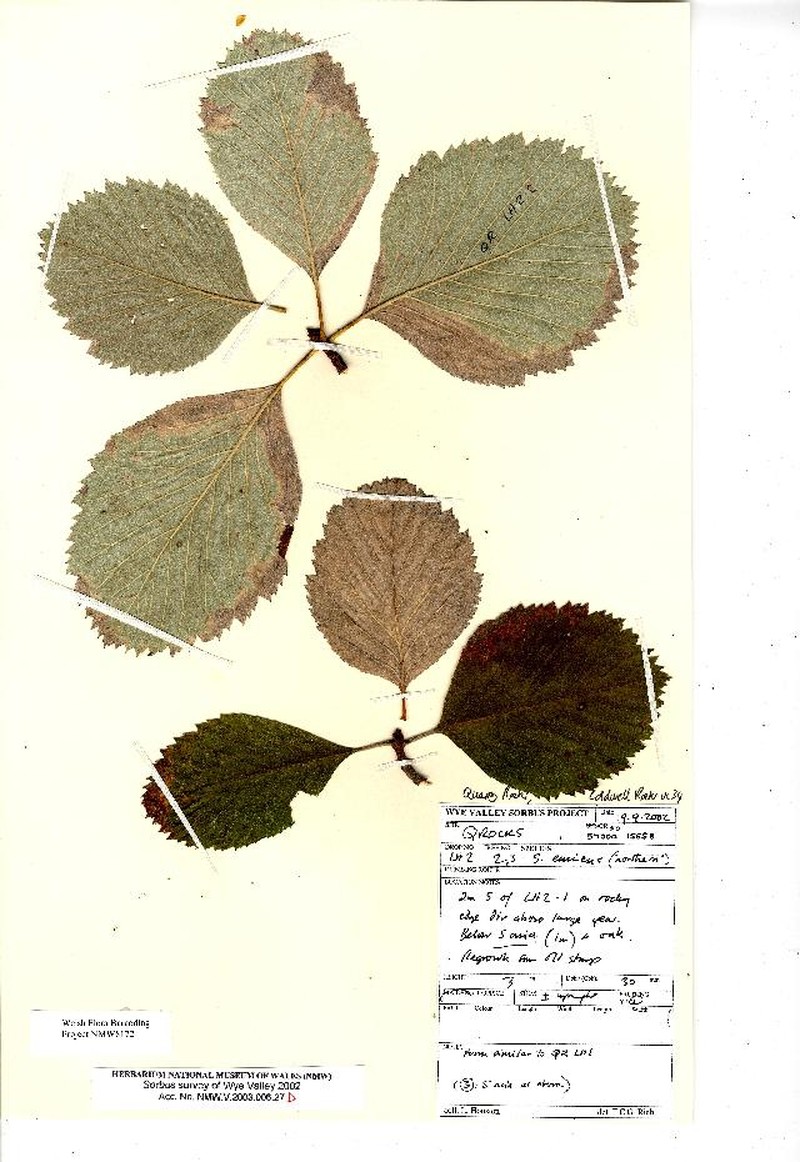 Aria parviloba photo 2