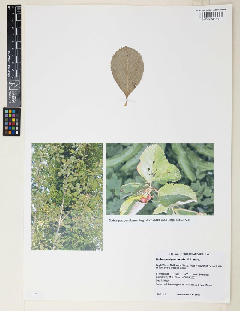 Aria porrigentiformis