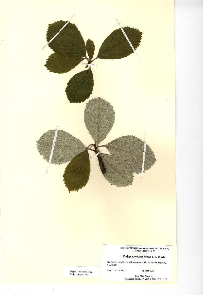Aria porrigentiformis photo 2