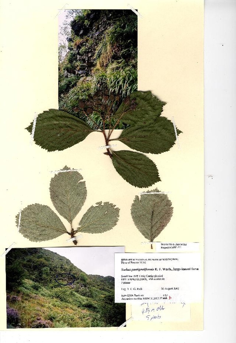 Aria porrigentiformis photo 3