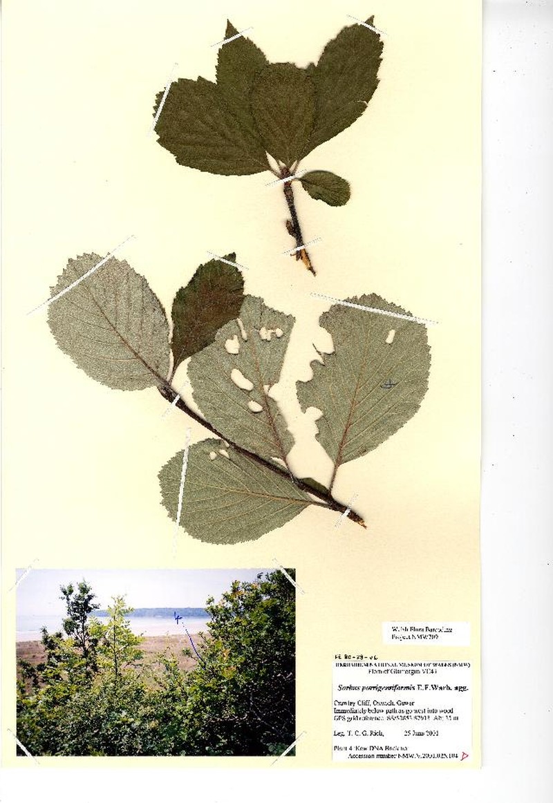 Aria porrigentiformis photo 4
