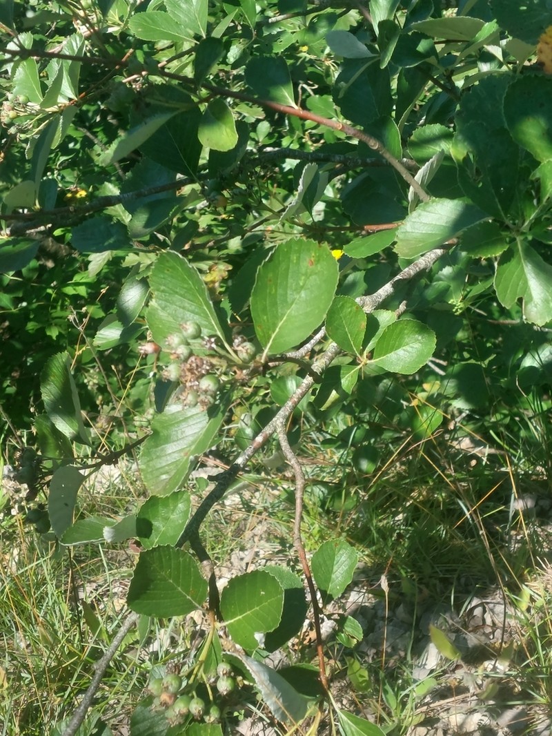 Aria rupicola