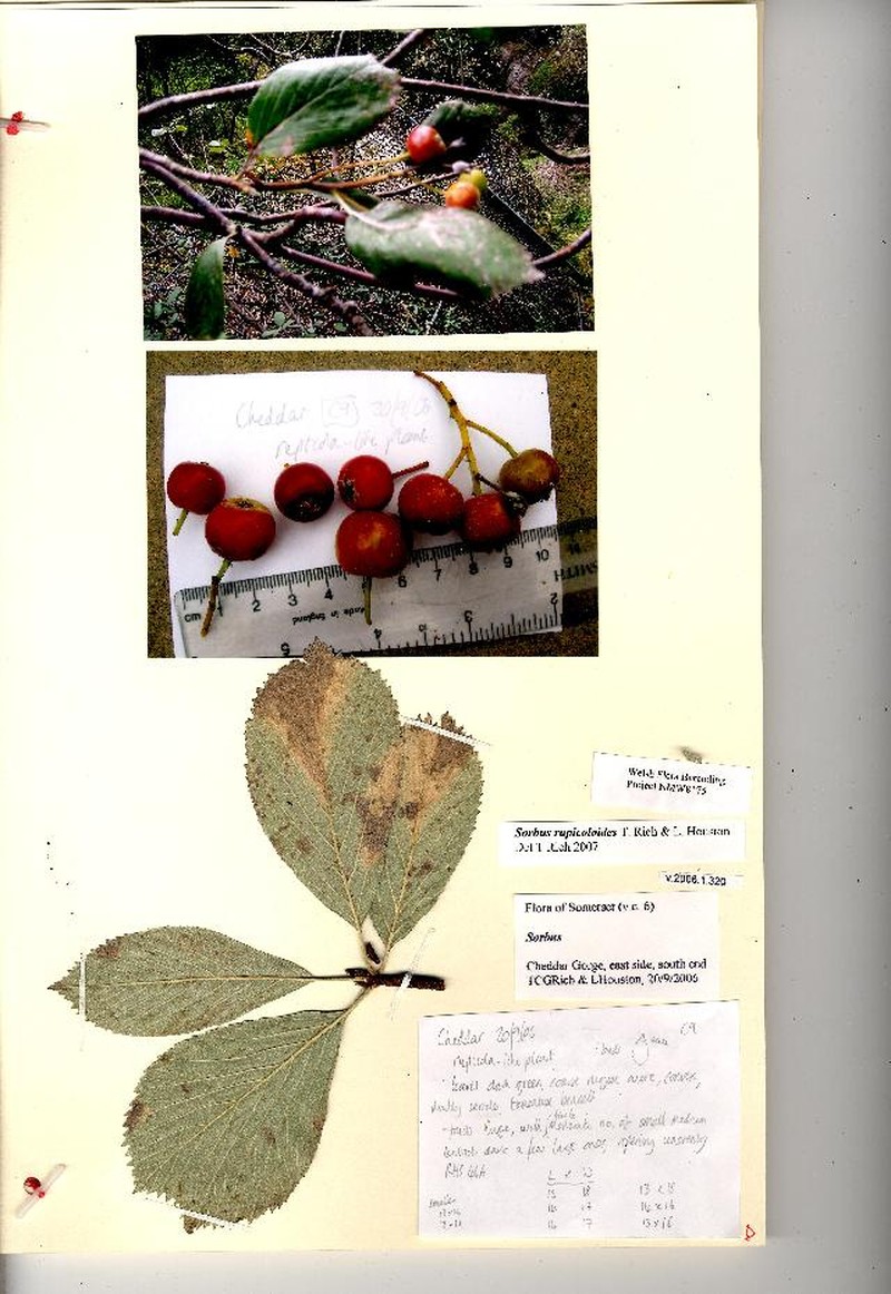Aria rupicoloides