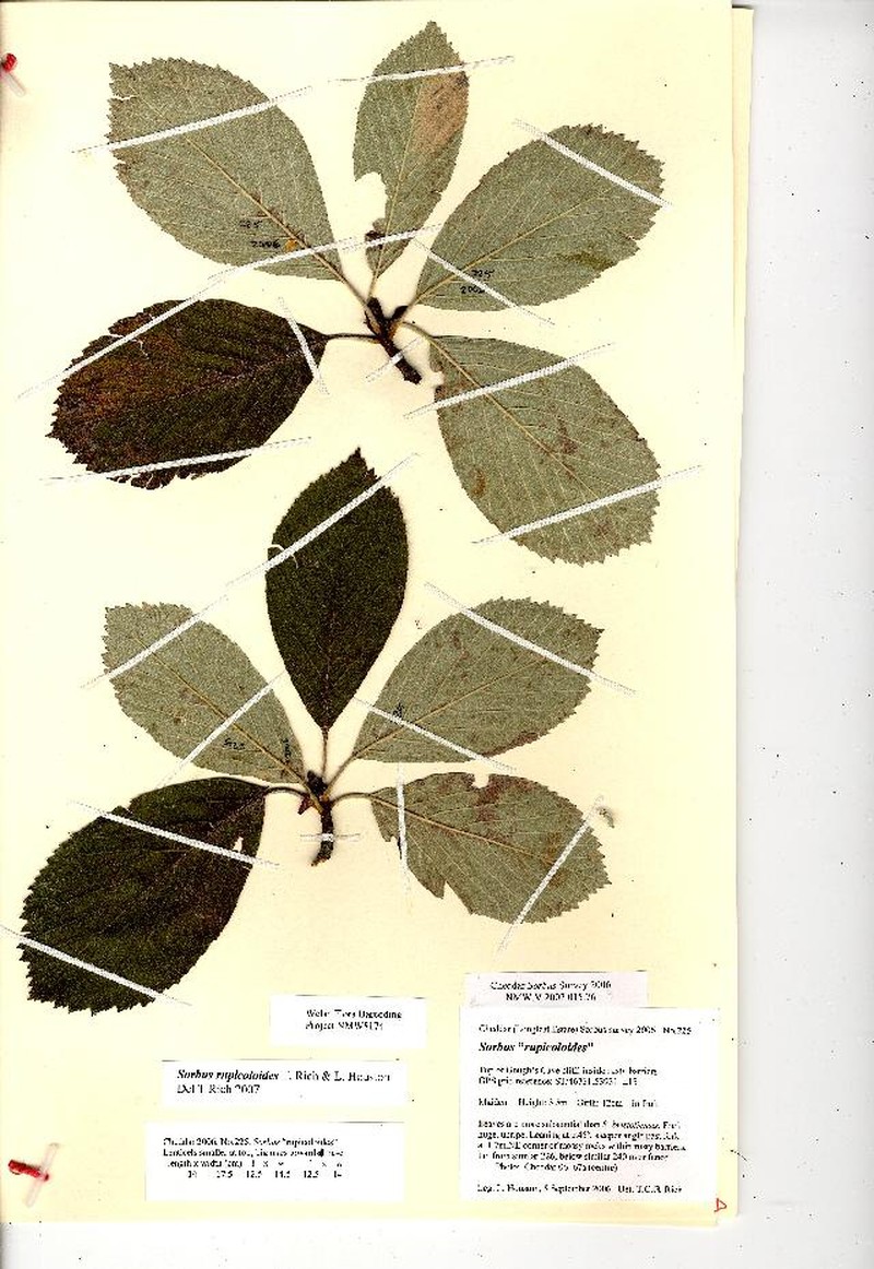 Aria rupicoloides photo 2