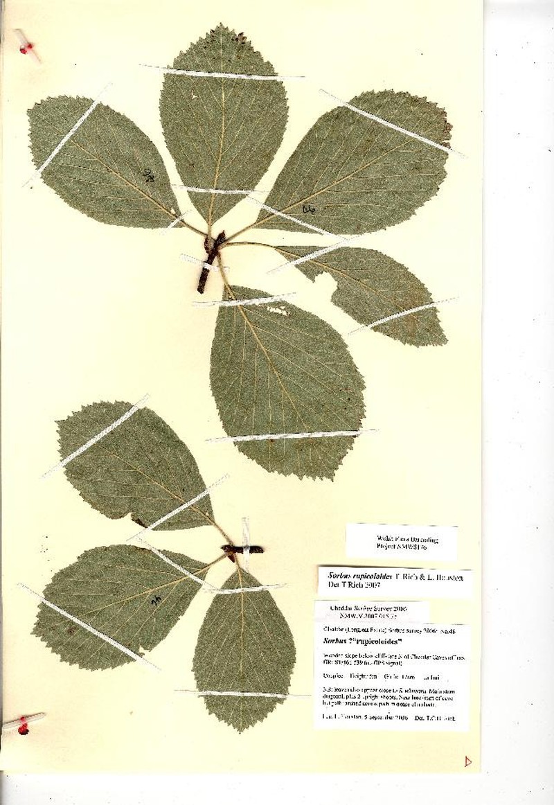 Aria rupicoloides photo 3