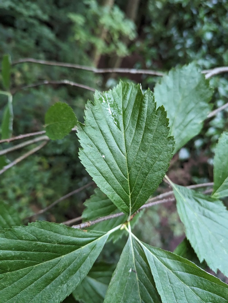 Aria saxicola photo 2