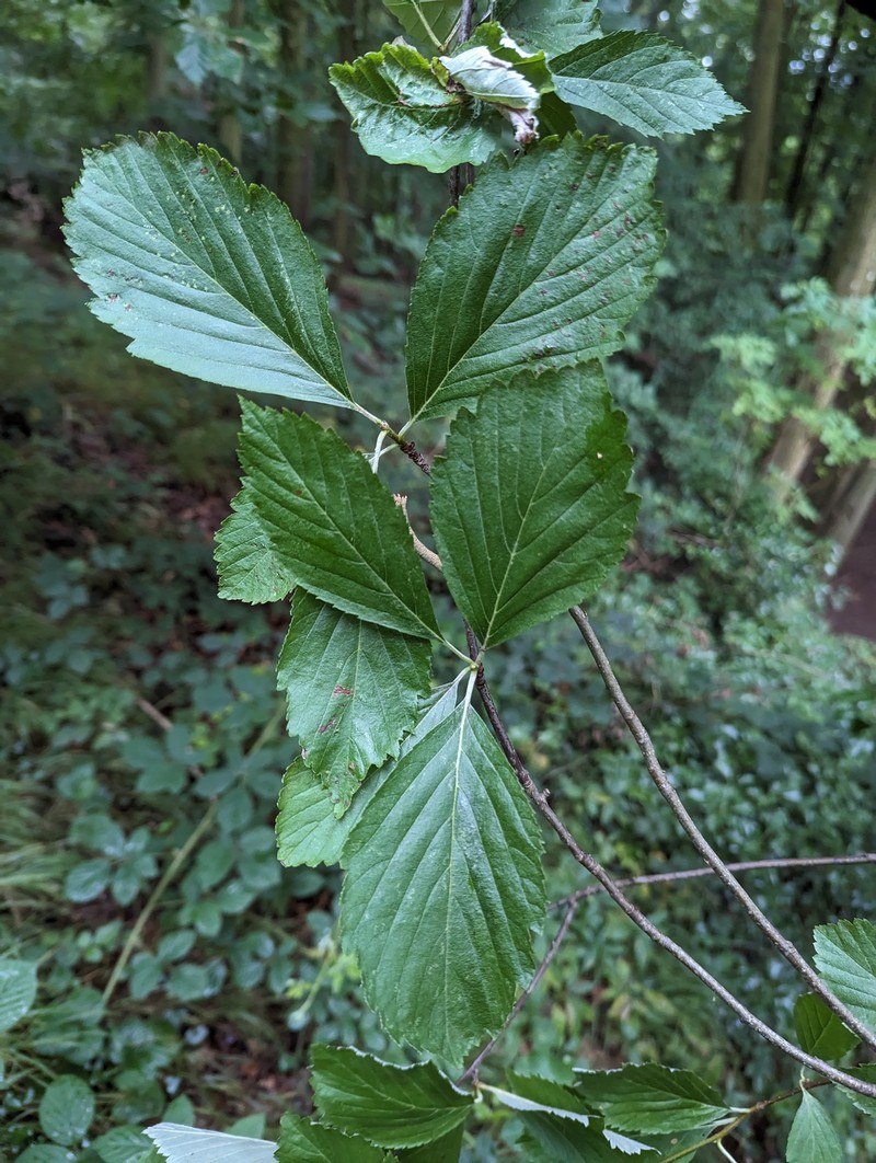 Aria saxicola photo 3