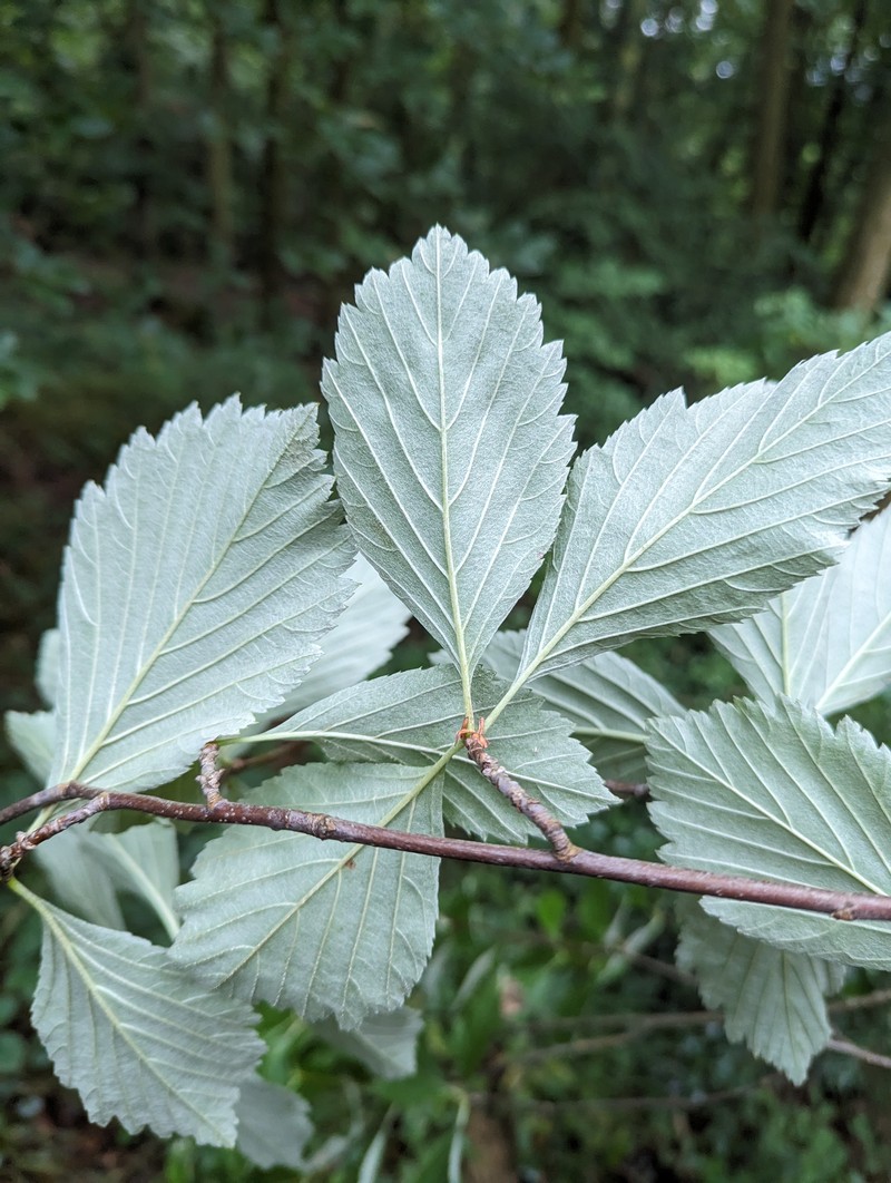 Aria saxicola photo 5