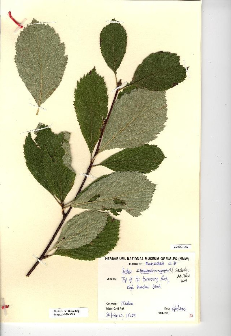 Aria saxicola