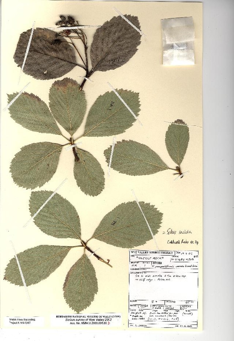 Aria saxicola photo 2