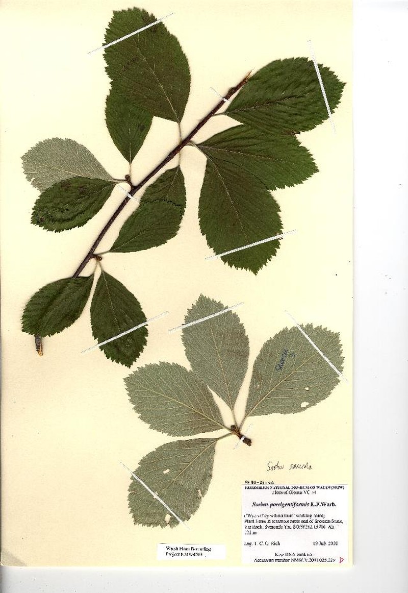 Aria saxicola photo 3