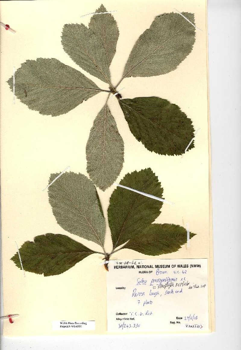 Aria stenophylla