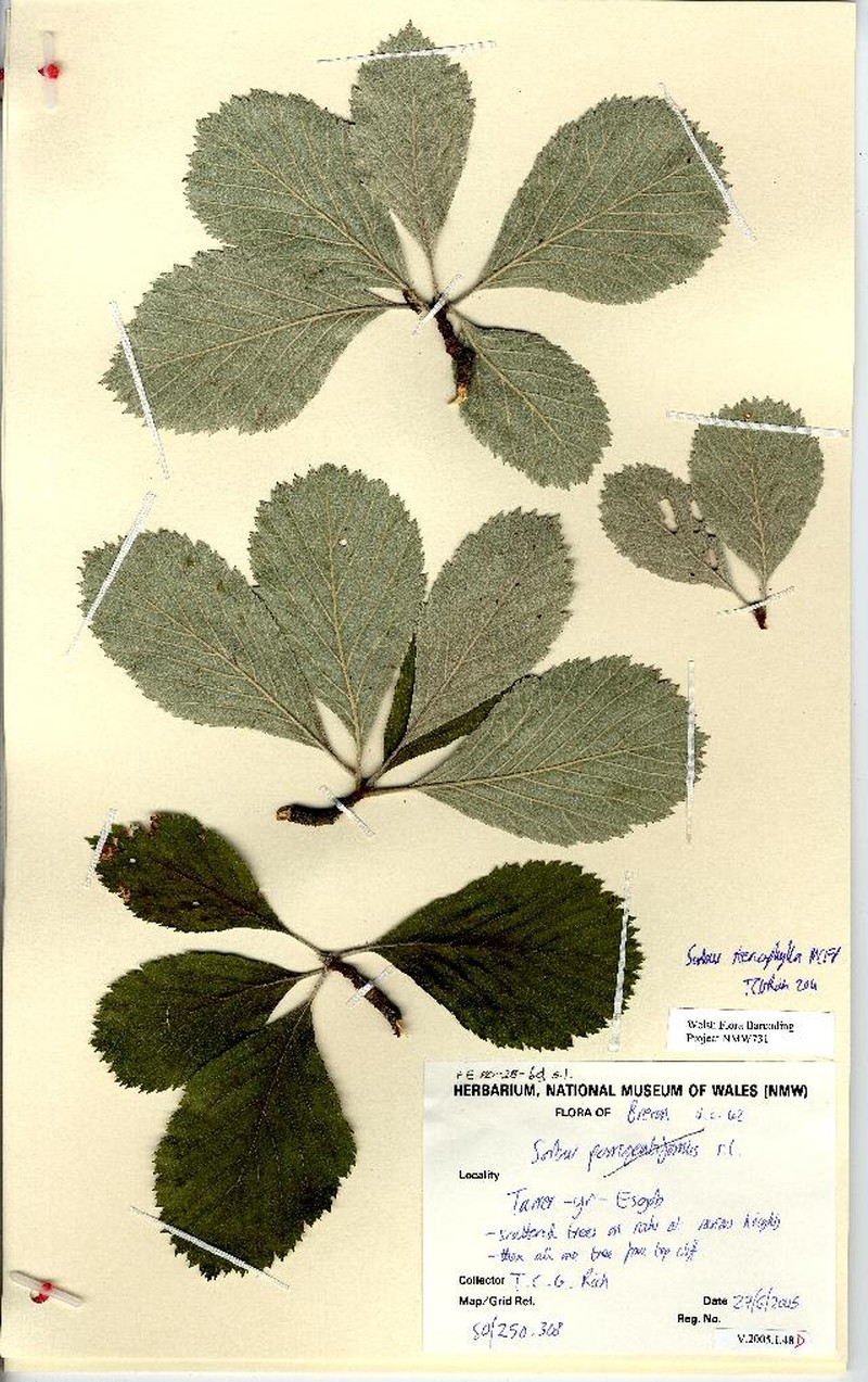 Aria stenophylla photo 2