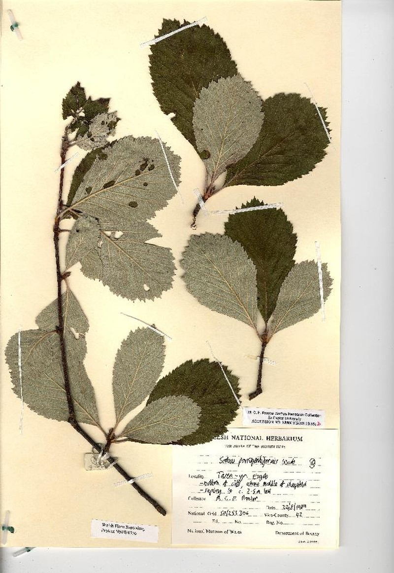 Aria stenophylla photo 3