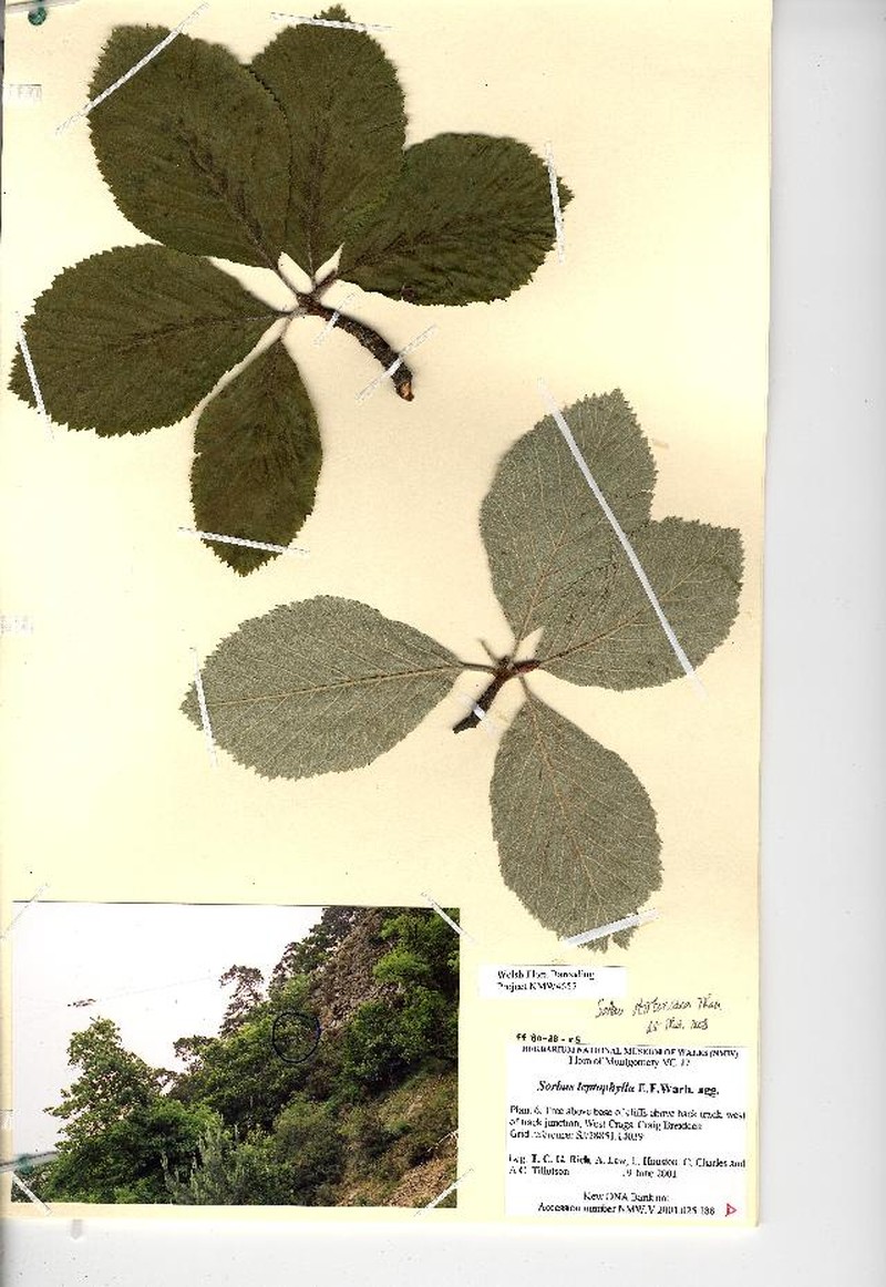 Aria stirtoniana
