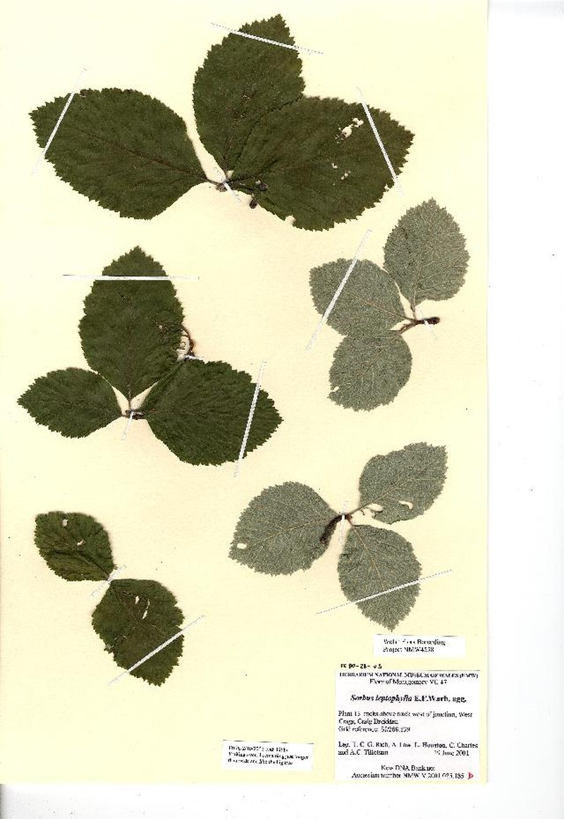 Aria stirtoniana photo 2
