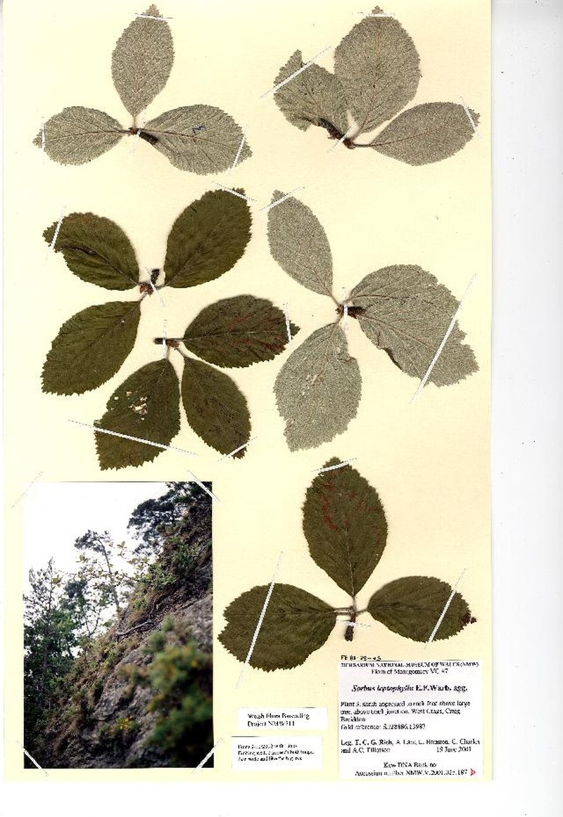 Aria stirtoniana photo 3