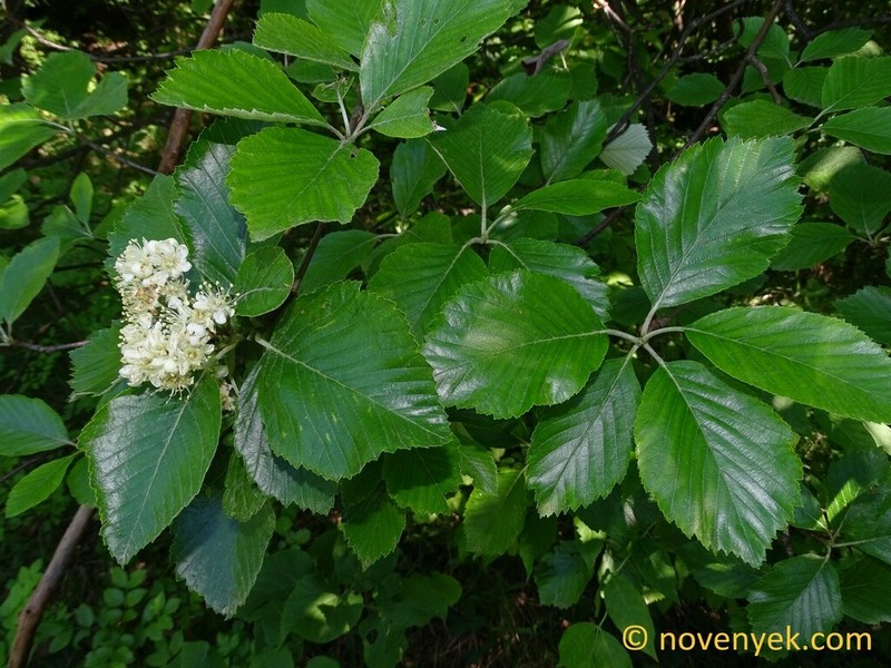 Aria ujhelyii