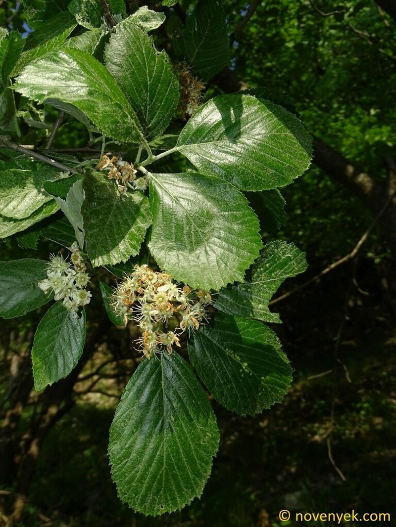 Aria ulmifolia