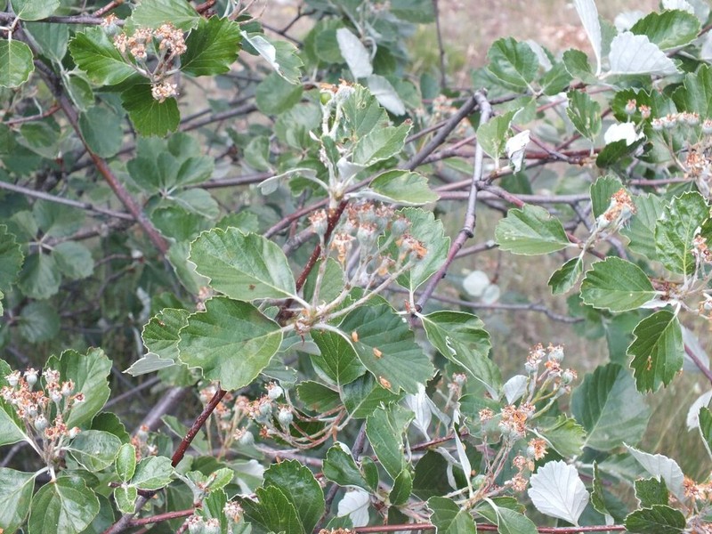 Aria umbellata