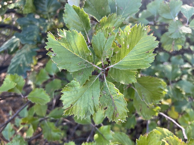 Aria umbellata photo 4