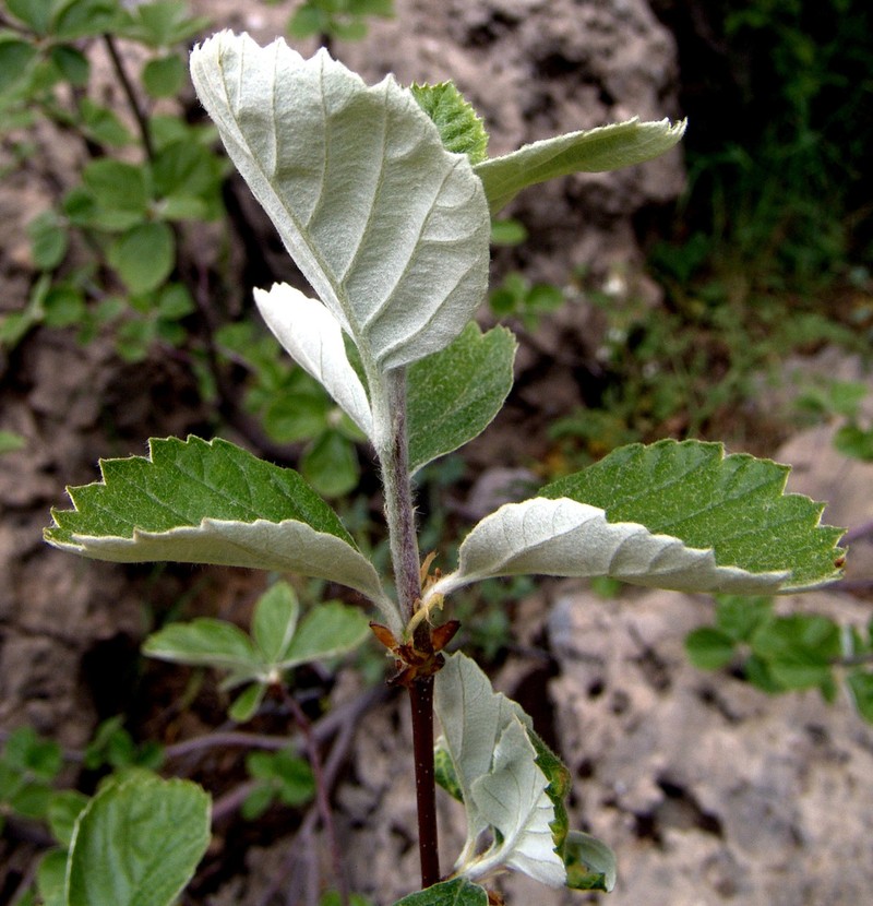 Aria umbellata photo 5