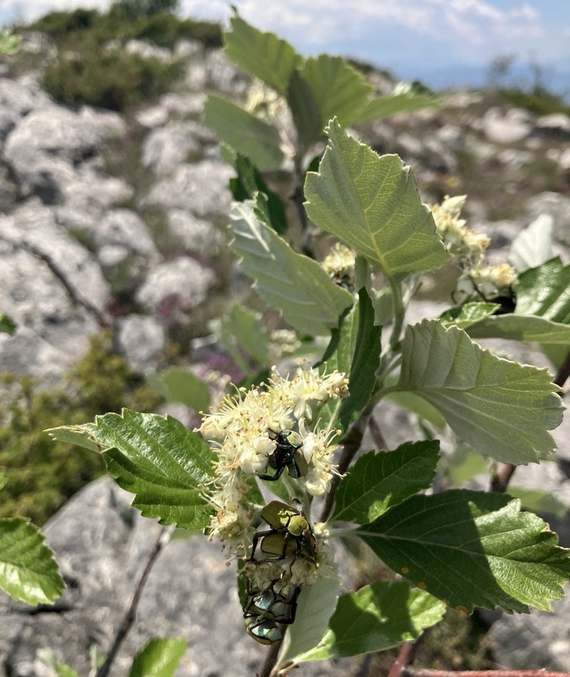 Aria umbellata photo 6