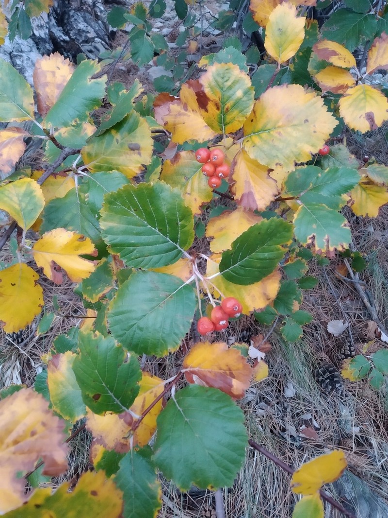 Aria umbellata photo 8