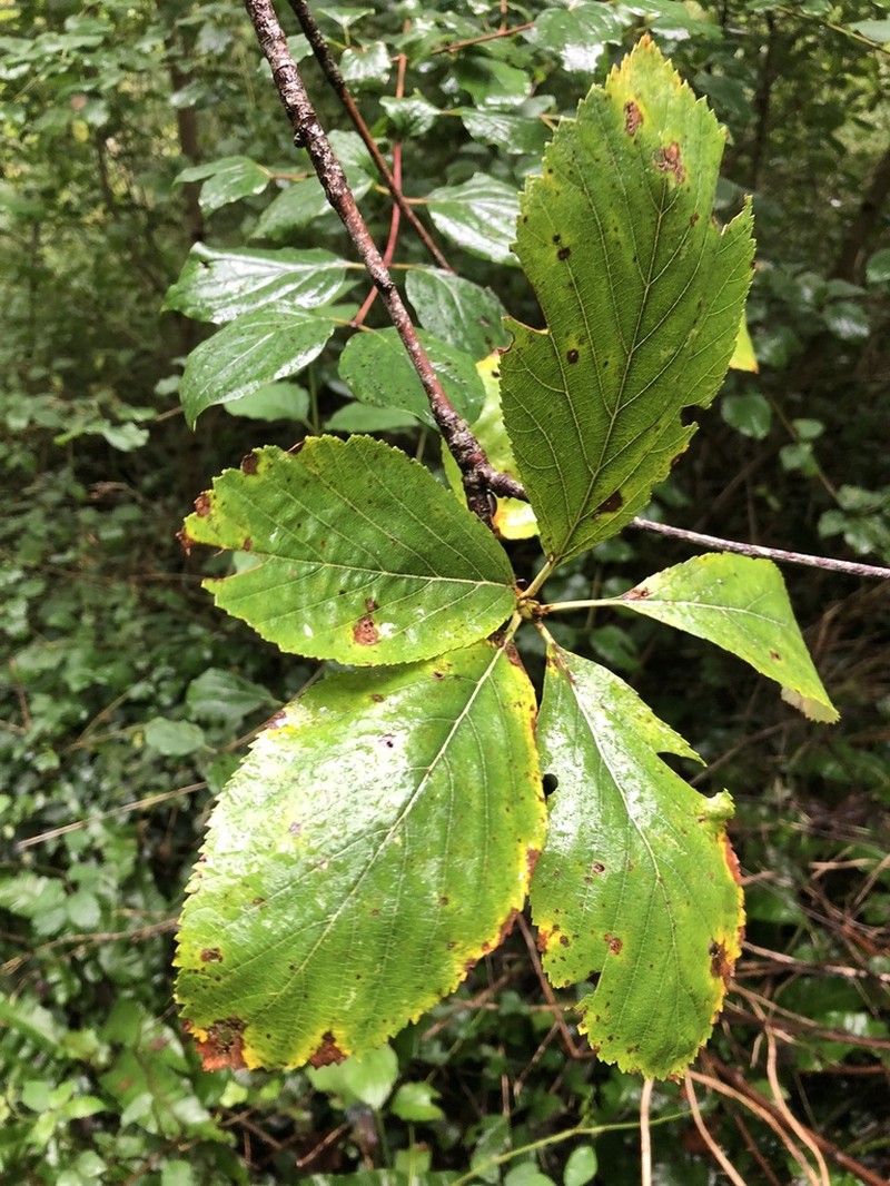 Aria whiteana