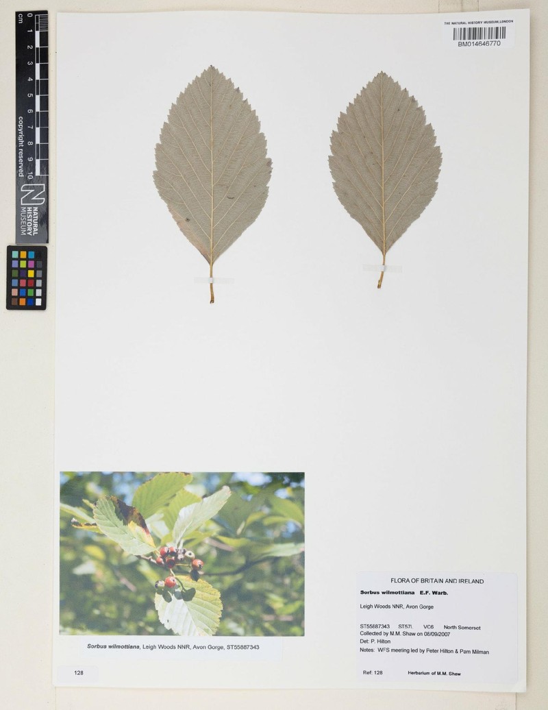 Aria wilmottiana