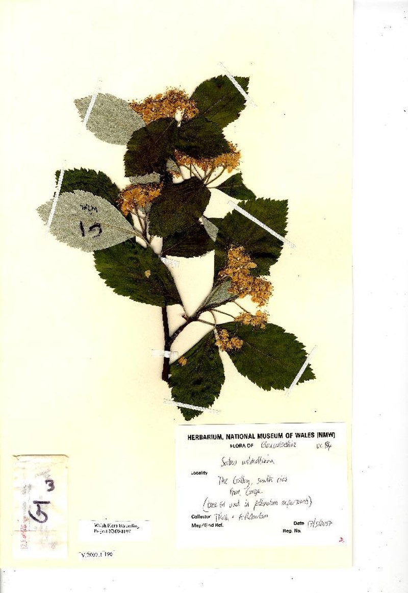 Aria wilmottiana