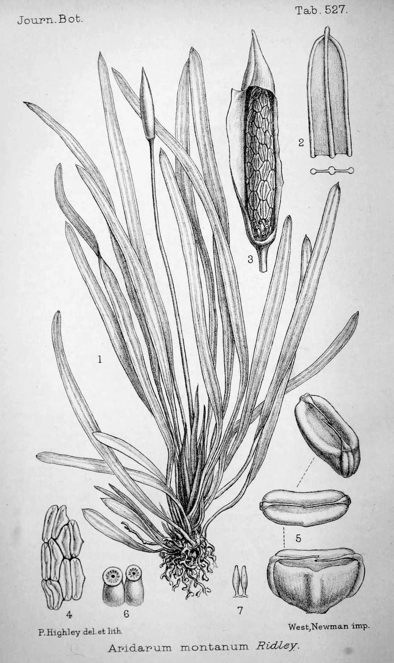 Aridarum montanum