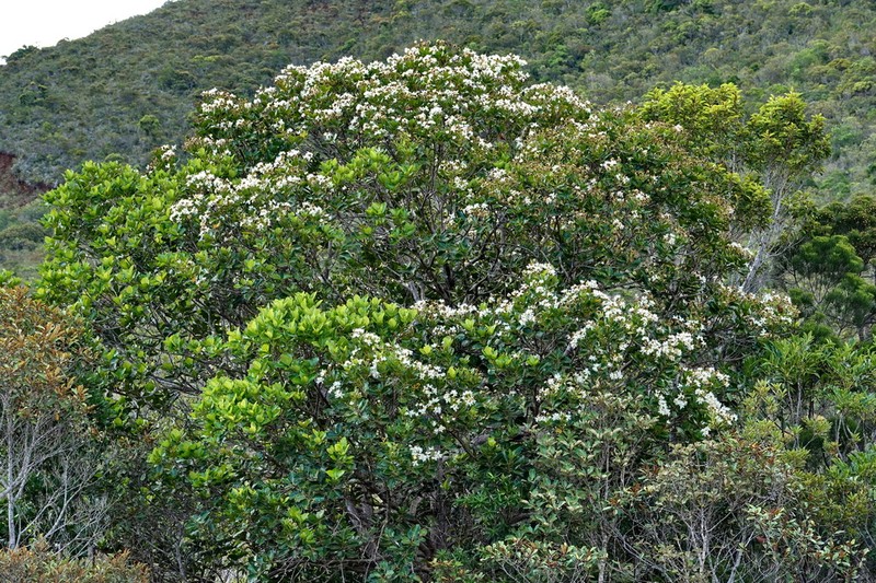 Arillastrum gummiferum