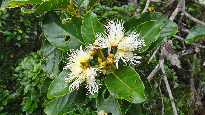 Arillastrum gummiferum photo 2