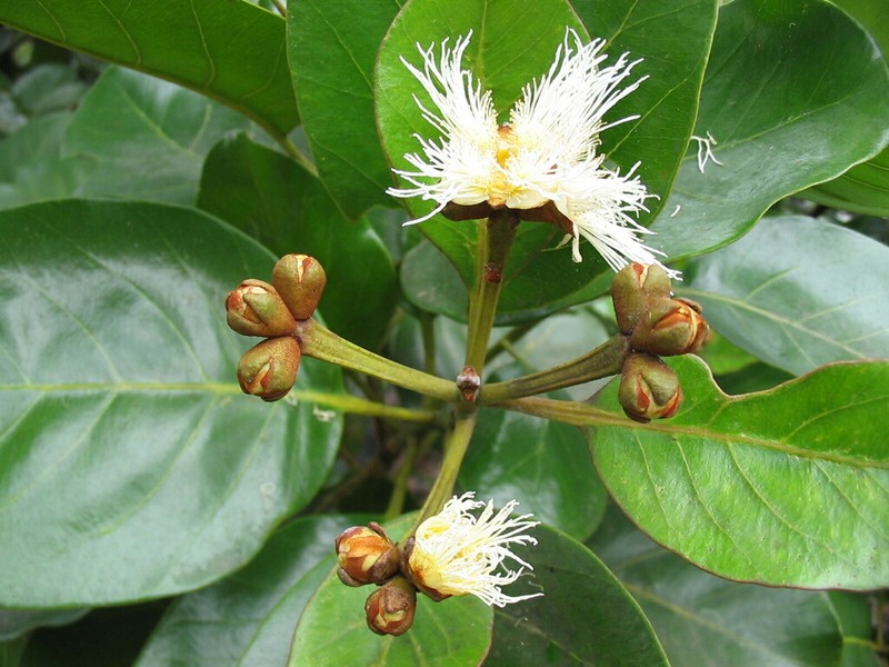 Arillastrum gummiferum photo 4