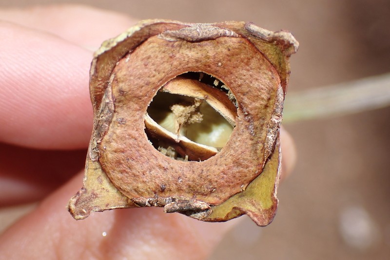 Arillastrum gummiferum photo 5