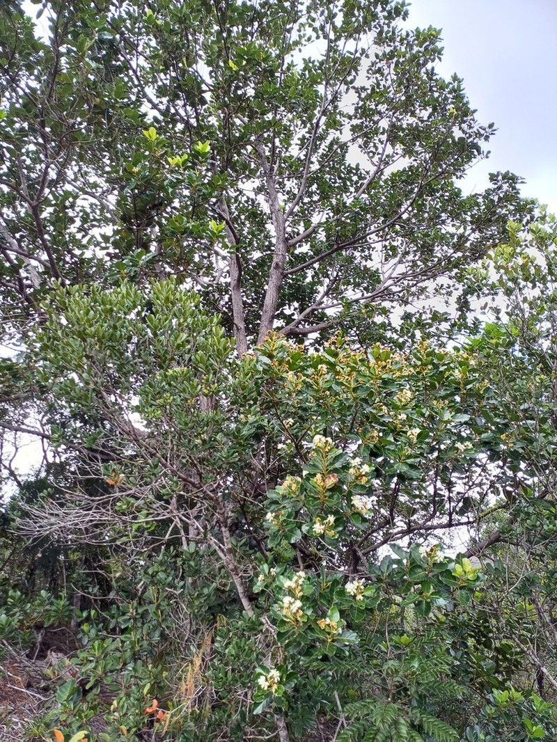 Arillastrum gummiferum photo 6