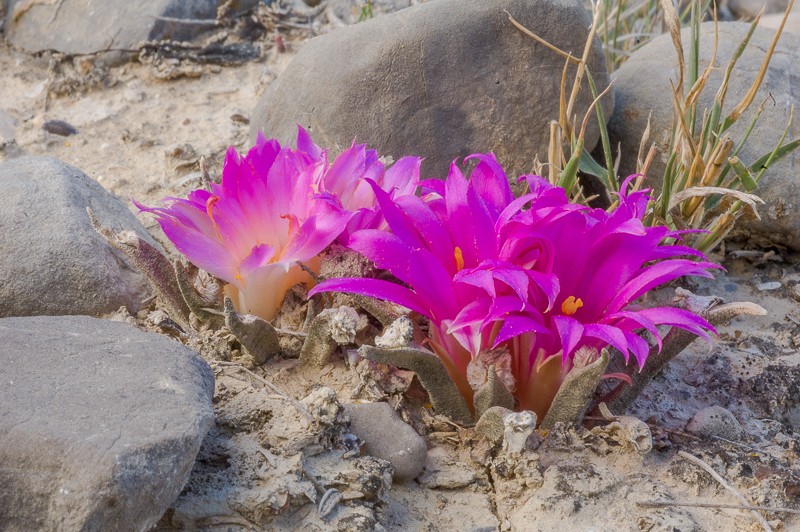 Ariocarpus agavioides