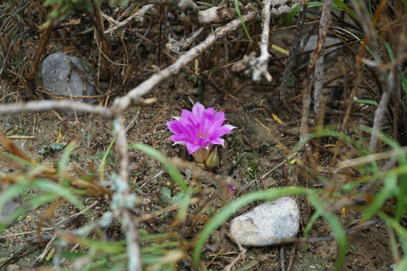 Ariocarpus agavioides photo 2