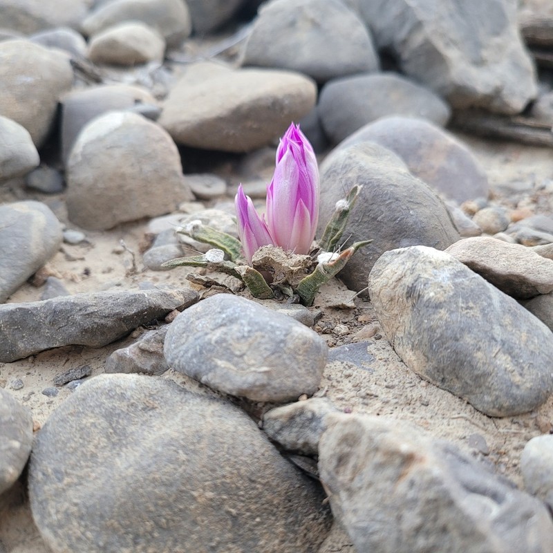 Ariocarpus agavioides photo 3